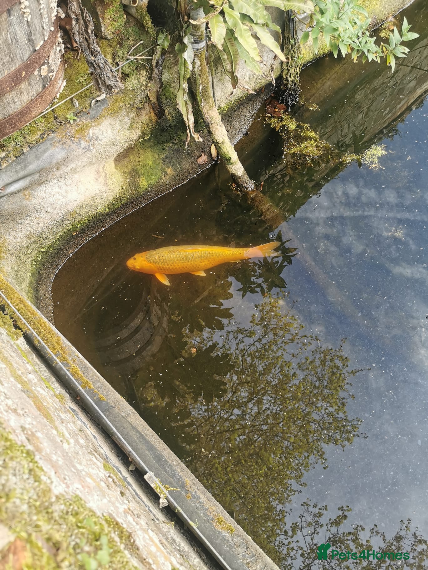 Koi Carp fish Koi various Sizes - Advert 1