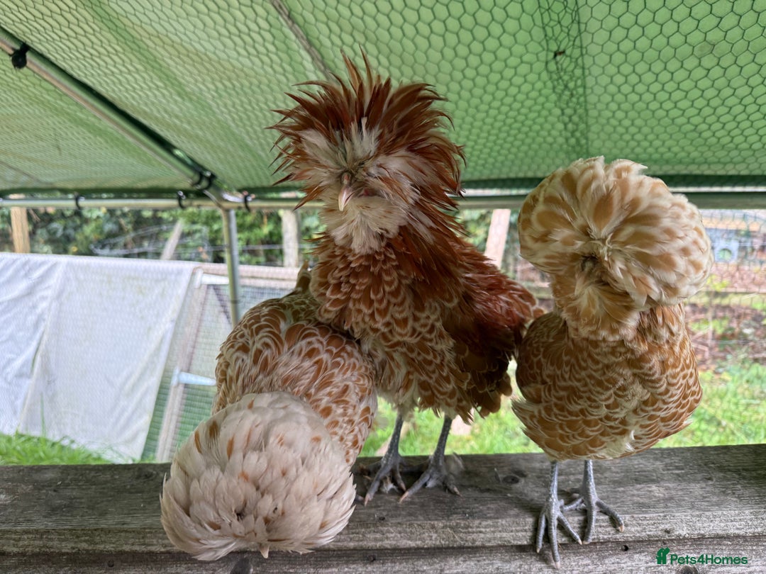 Chickens poultry for sale: Poland bantam breeding trios available - Image 7