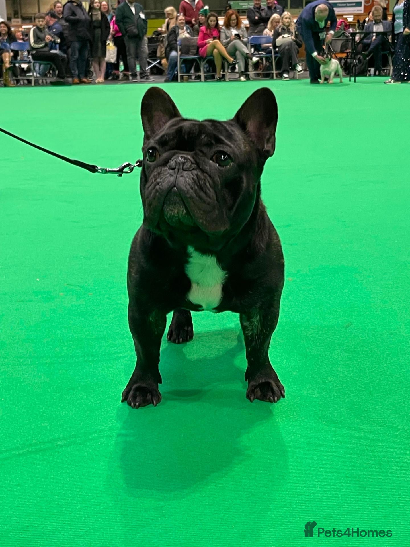 French Bulldog dogs for stud: Flash  - Advert 2