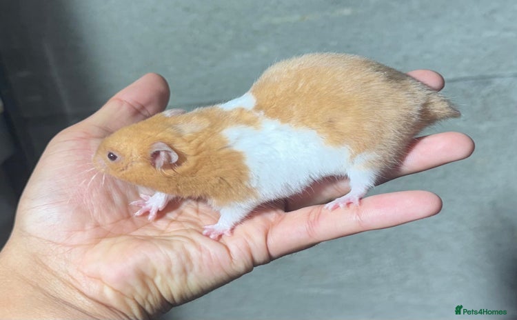Hamster rodents - Advert 3