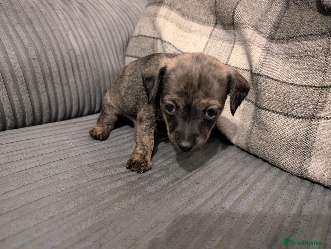 Mixed Breed dogs for sale: Beautiful small mixed breed puppies for sale - Advert 5