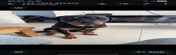 Rottweiler dogs for sale: Male 8 month old rottweiller  - Advert 5