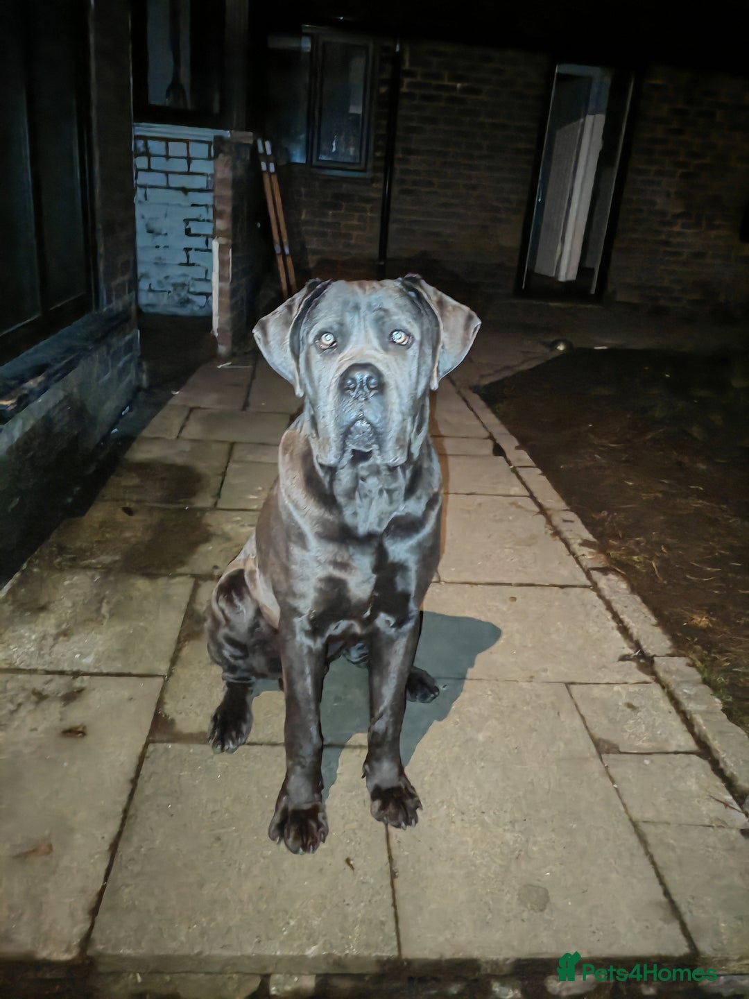 Cane Corso dogs for sale: Cane corso Italian  - Image 3