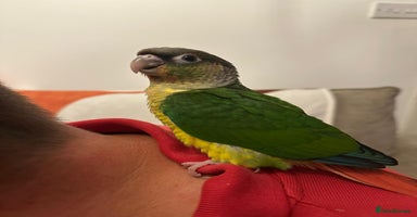 Conures birds - Advert 2