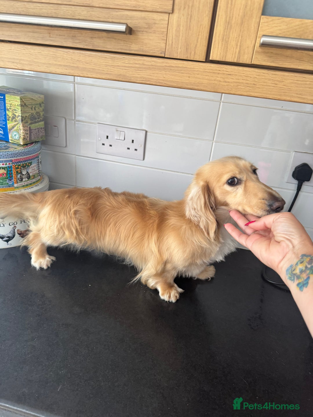 Dachshund dogs for stud: Miniature longhaired pure cream dachshund STUD in Spalding - Advert 5