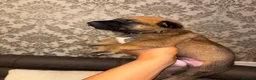Belgian Shepherd Dog dogs for sale: DWKC Registered Belgian Malinois litter  - Advert 15