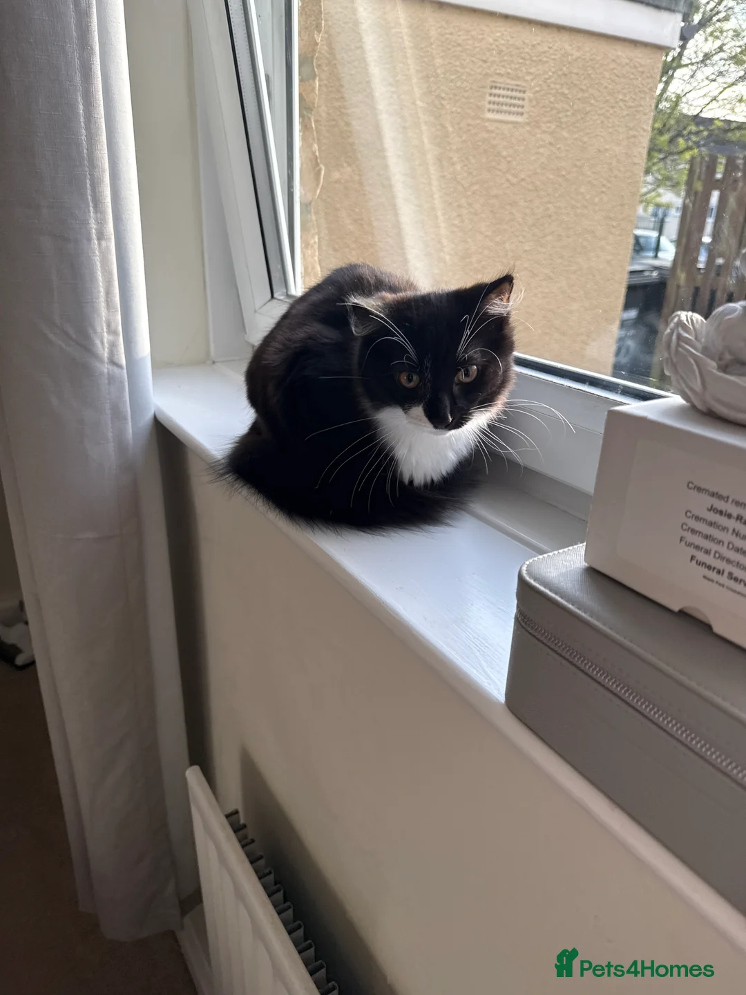 Domestic Shorthair cats for sale: Ronnie and Reggie 21weeks old in Richmond - Advert 2