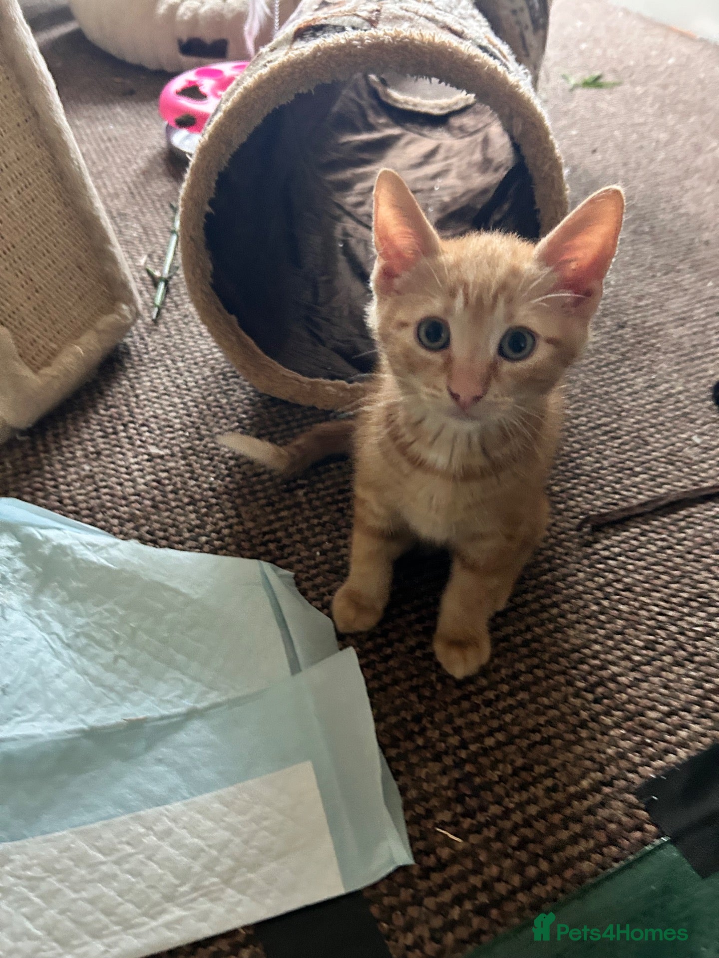 Domestic Shorthair cats Gorgeous Ginger Boy left, ready to go now  - Advert 19