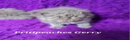 Persian cats for sale: Gccf Registered Persian Kittens  - Advert 12