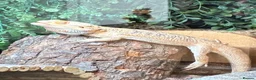 Bearded Dragon reptiles for sale: Bearded Dragon - Advert 4