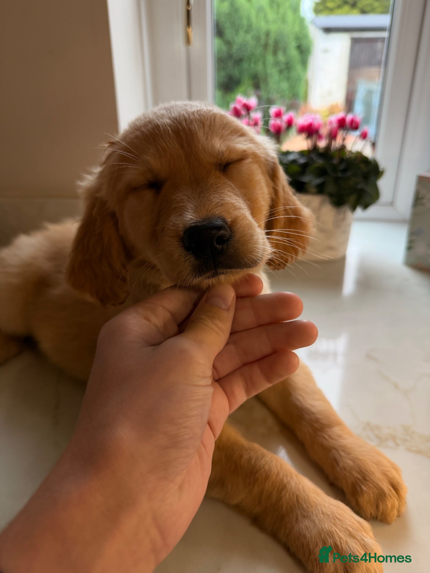 Golden Retriever dogs *Will negotiate* KC Registered Golden Retrievers  - Advert 9