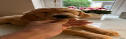 Golden Retriever dogs for sale: *Will negotiate* KC Registered Golden Retrievers  - Advert 1