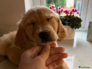 Golden Retriever dogs *Will negotiate* KC Registered Golden Retrievers - Advert 9