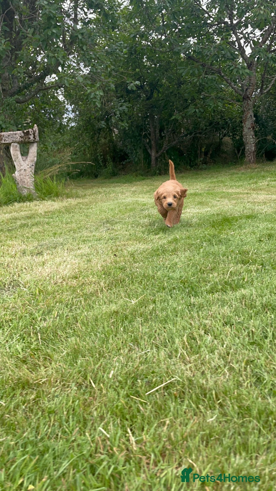 Australian Labradoodle dogs for sale: Australian Labradoodle puppies  - Image 14