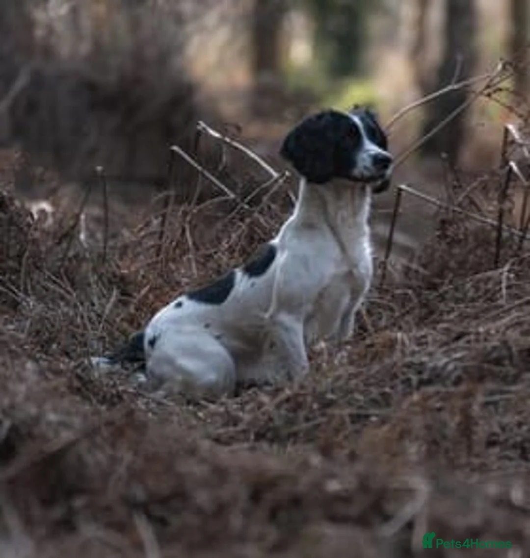 English Springer Spaniel dogs for sale: 5 month old Black and White springer Pup - Advert 2