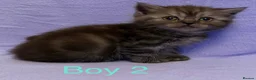 British Shorthair cats for sale: British shorthair X Persian kittens  - Advert 5