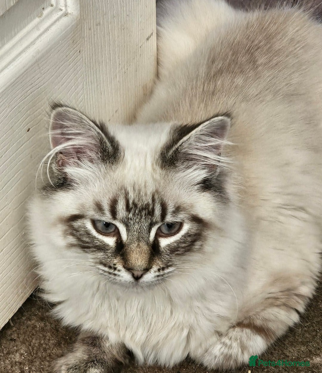 Mixed Breed cats for sale: Jasper - Advert 3