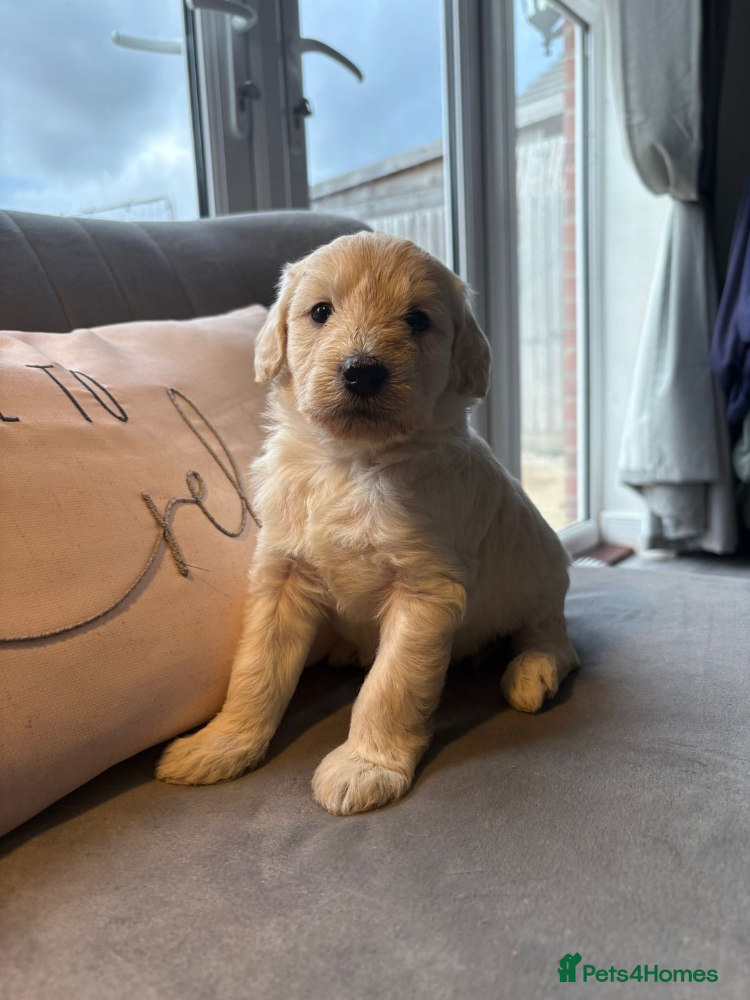Labradoodle dogs for sale: Labradoodle puppies x 3 girls left ❤️ - Advert 4