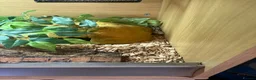 Corn Snake reptiles for sale: Anery corn snake with full enclosure  - Advert 6