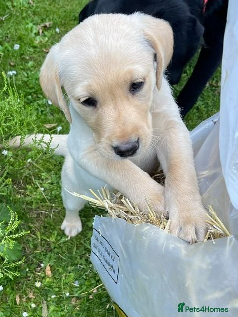 Labrador Retriever dogs Outstanding pedigree Labrador puppy - Advert 2