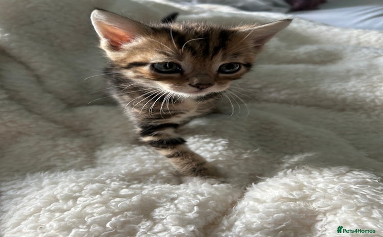 Domestic Shorthair cats - Advert 9