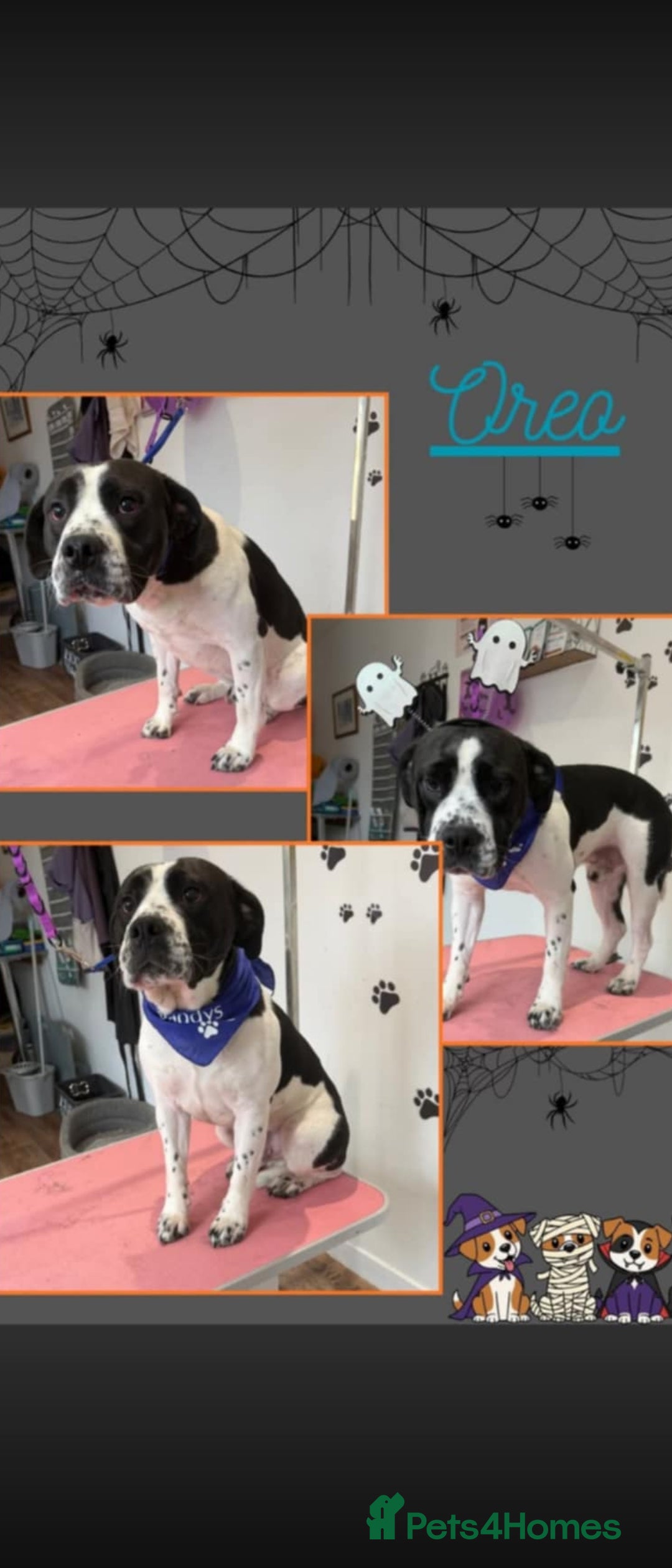 Mixed Breed dogs Bulldog Cross staffy 2 year old dog - Advert 1