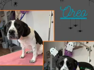 Mixed Breed dogs Bulldog Cross staffy 2 year old dog - Advert 1