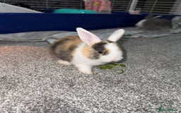 Dutch rabbits for sale: Baby Rabbits - Advert 4