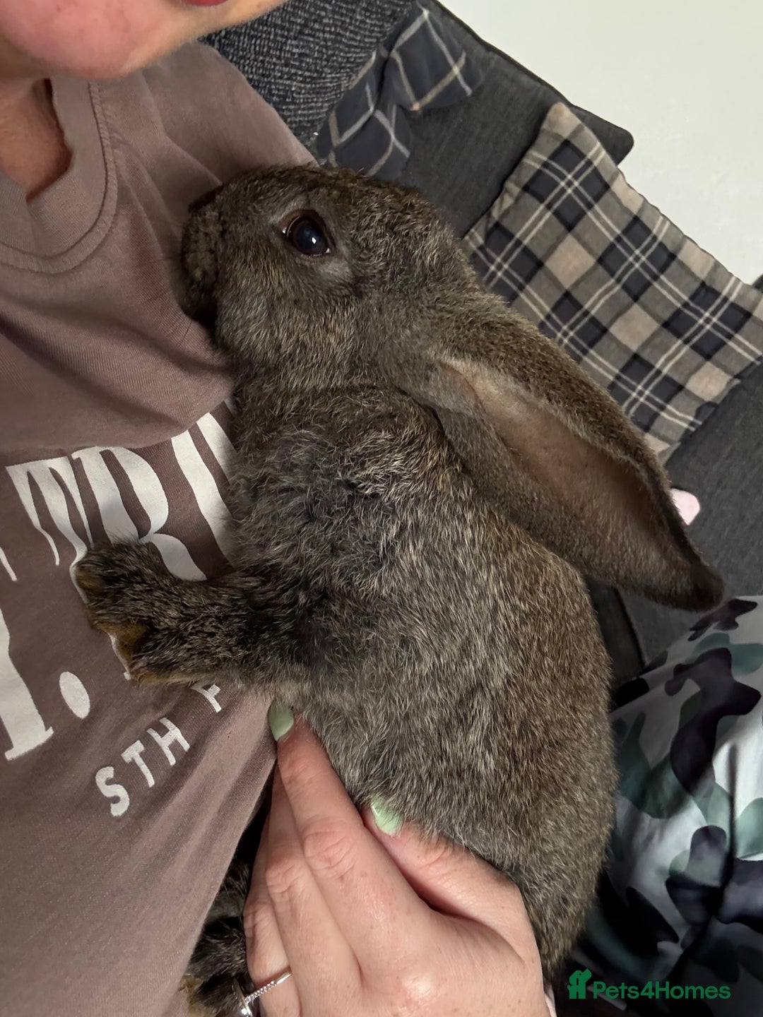 Continental Giant rabbits for sale: Continental Giant X New Zealand White Buck - Image 2