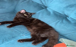 Ragdoll cats for sale: Ragdoll kittens for sale  - Image 15
