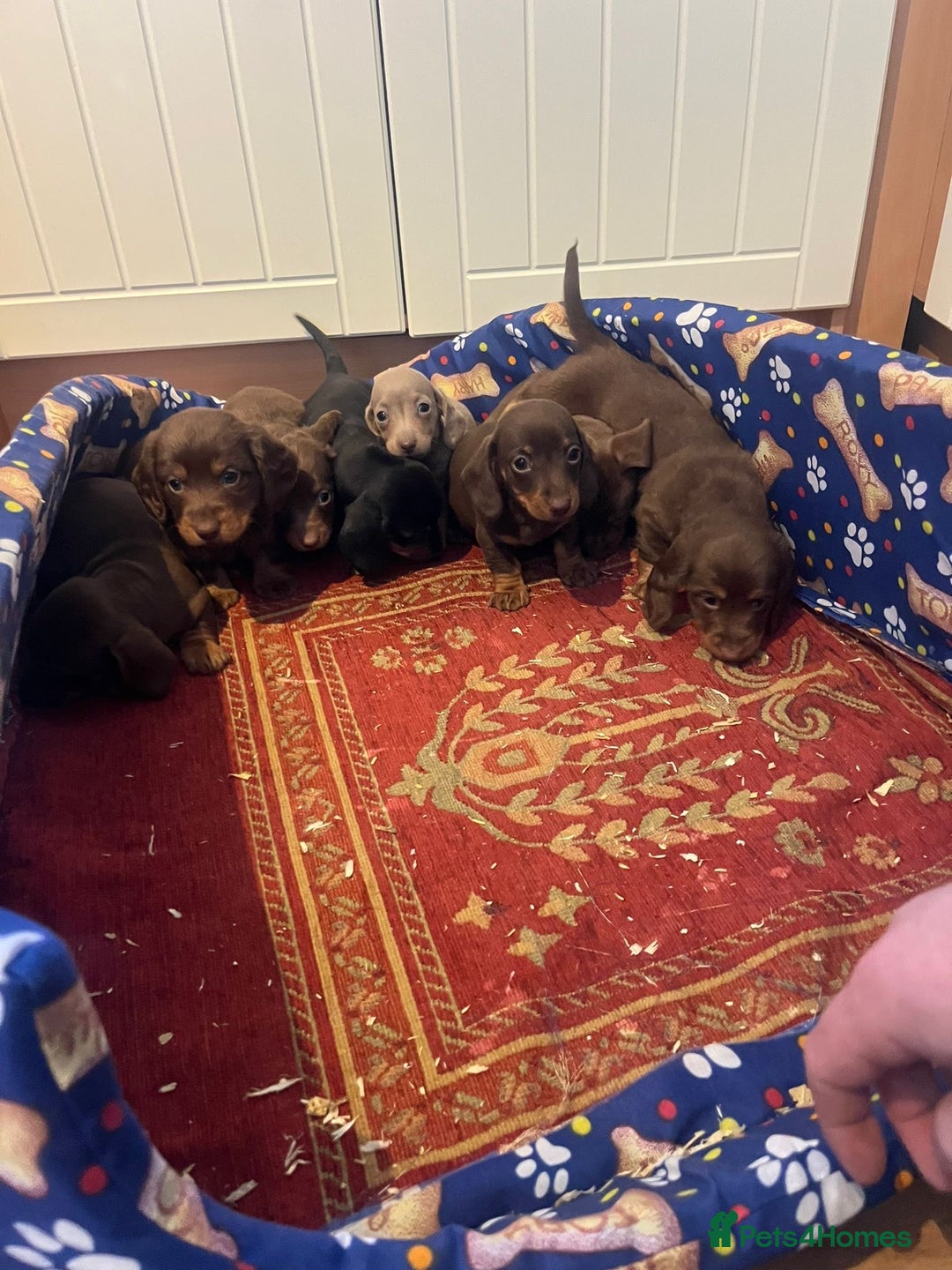 Dachshund dogs for sale: Dachshund - Advert 12