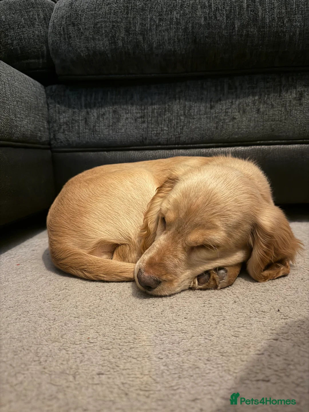 Cocker Spaniel dogs for sale: 14-Week Puppy Needs Loving Forever Home - Advert 8