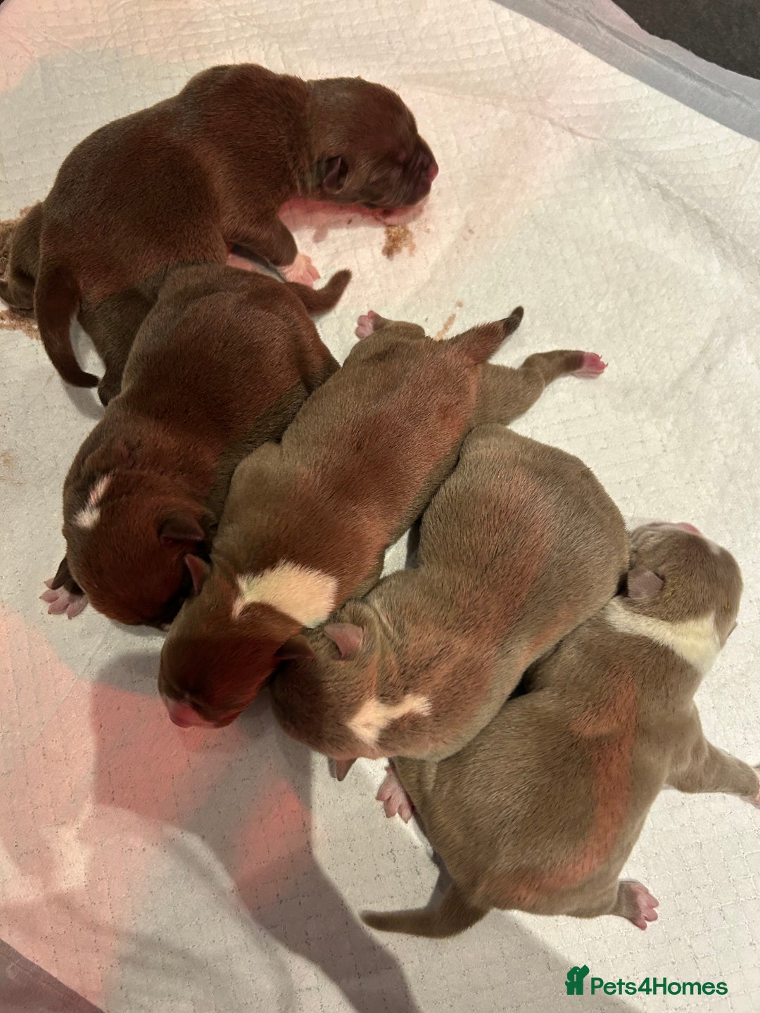 American Bully dogs for sale: American bully pups  - Advert 7