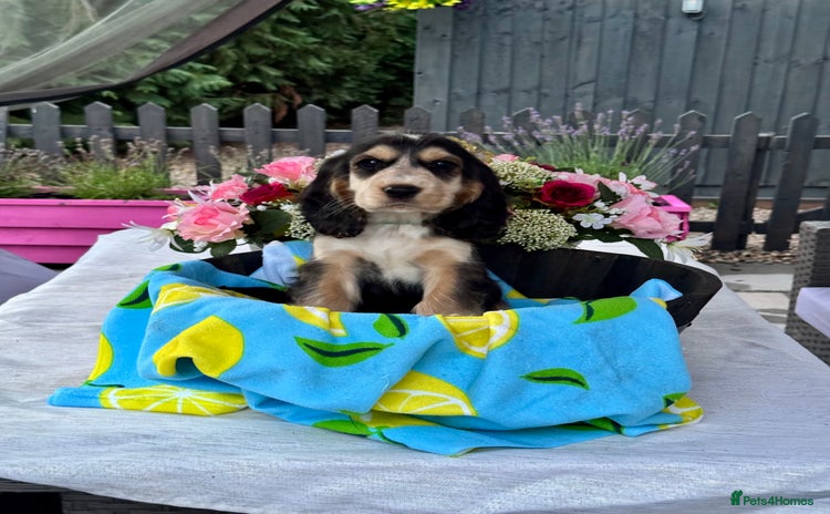 Cocker Spaniel dogs in Market Drayton - Advert 10