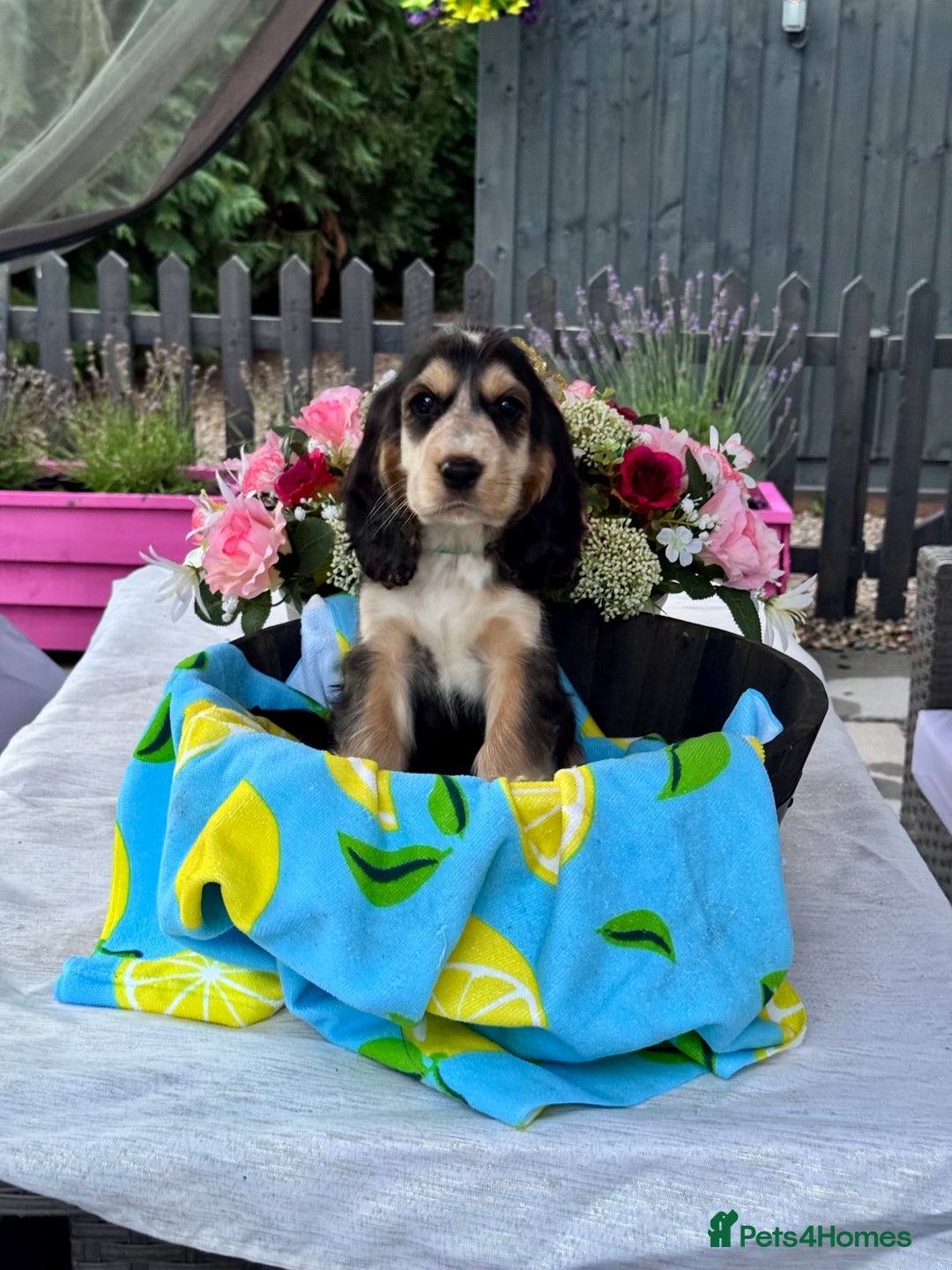 Cocker Spaniel dogs for sale: 3boys only  show type cocker spaniel puppies in Market Drayton - Image 3