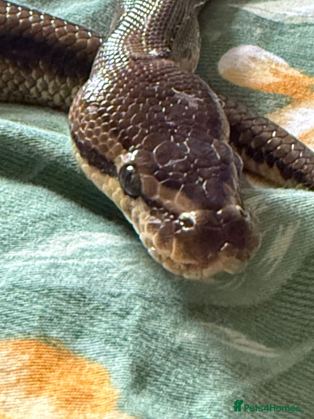 Python Snake reptiles for sale: Two Male Pythons with Full Setups Urgent Rehoming - Image 6