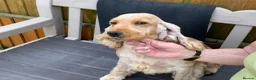 Cocker Spaniel dogs for sale: Gold cocker spaniel - Advert 3