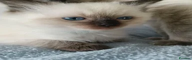 Ragdoll 5