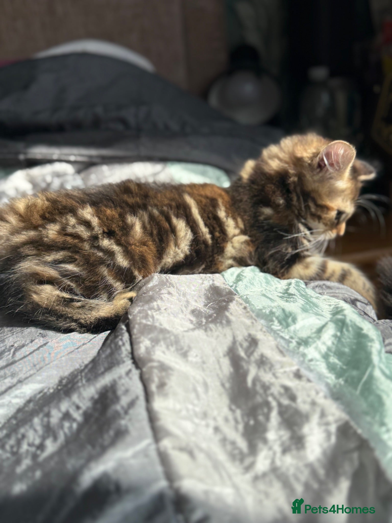 Norwegian Forest Cat cats Beautiful Females available  - Advert 2