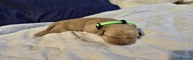 Labrador Retriever 4