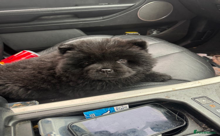 Chow Chow dogs - Advert 1