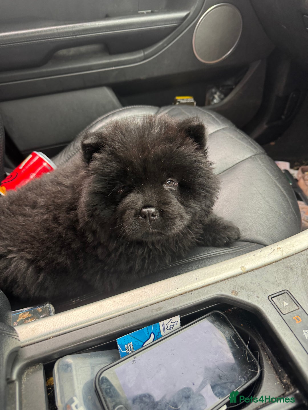 Chow Chow dogs for sale: Black chow chow carrying chocolate  - Image 1