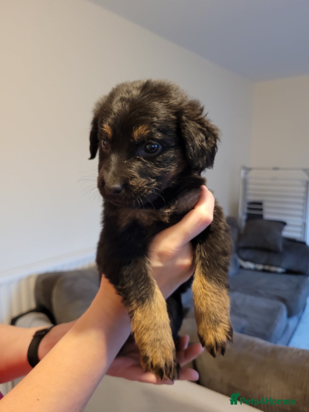 Mixed Breed dogs for sale: German Shepherd X Labrador  - Image 10