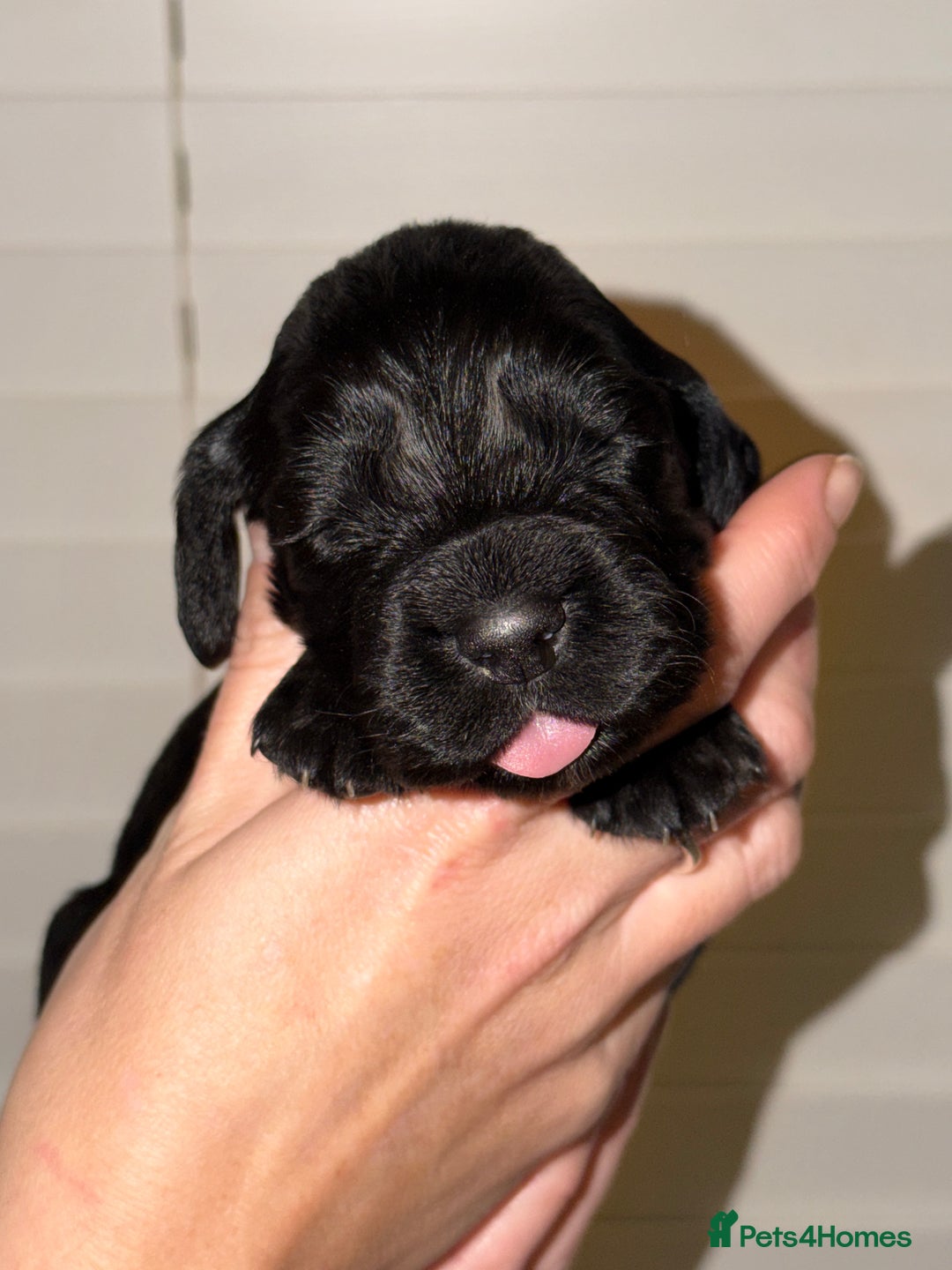 Sprocker dogs for sale: Sprocker pups  - Advert 1