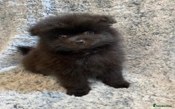 Pomeranian dogs for sale: Ready to leave Pomeranian puppies  - Image 9