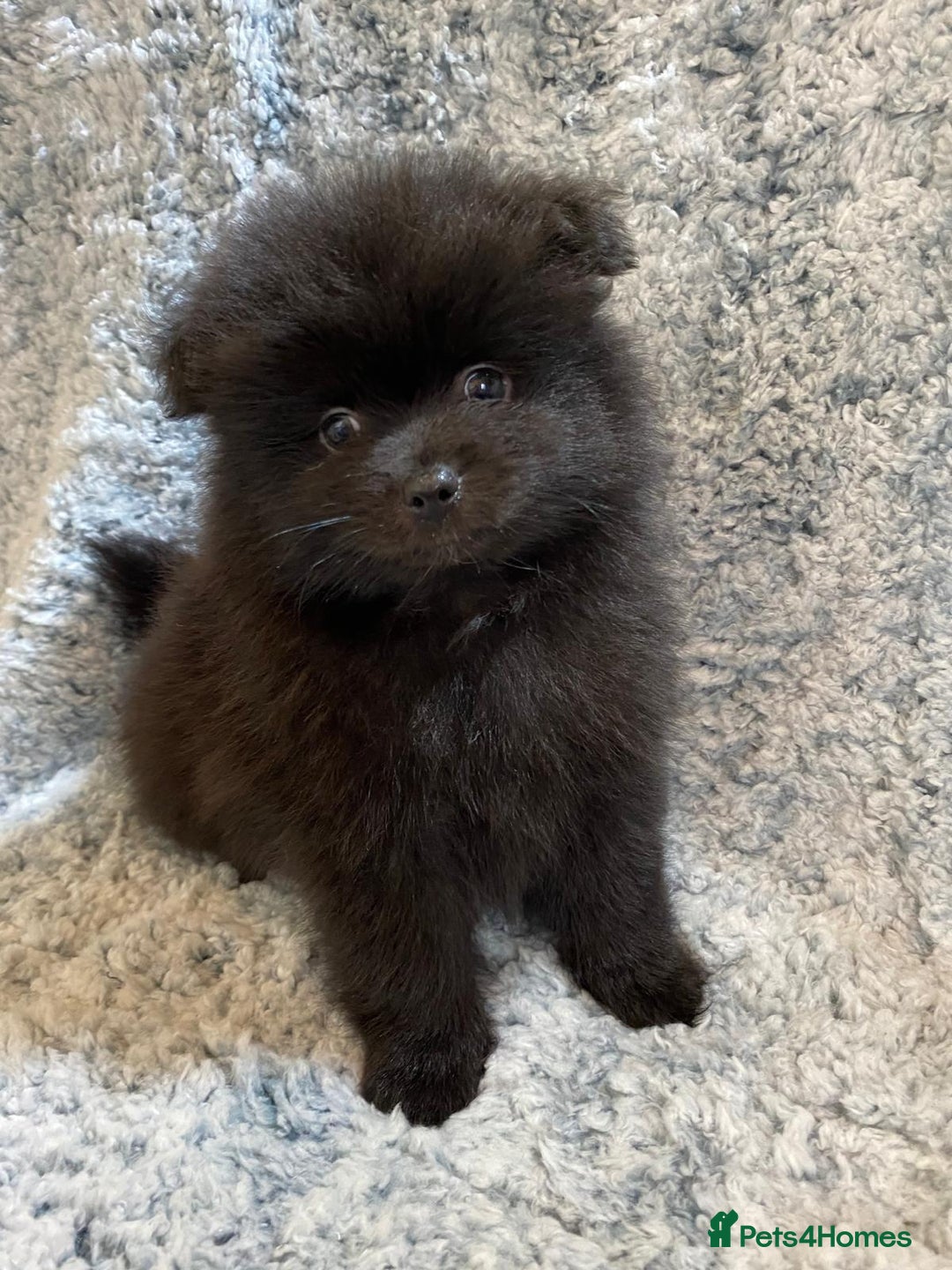 Pomeranian dogs for sale: Ready to leave Pomeranian puppies  - Image 9