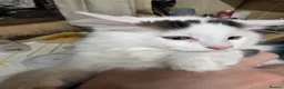 Mixed Breed cats for sale: Kittens for sale in Wednesbury - Advert 7