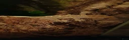 Lizard reptiles for sale: Crested gecko with setup in Swindon - Advert 2