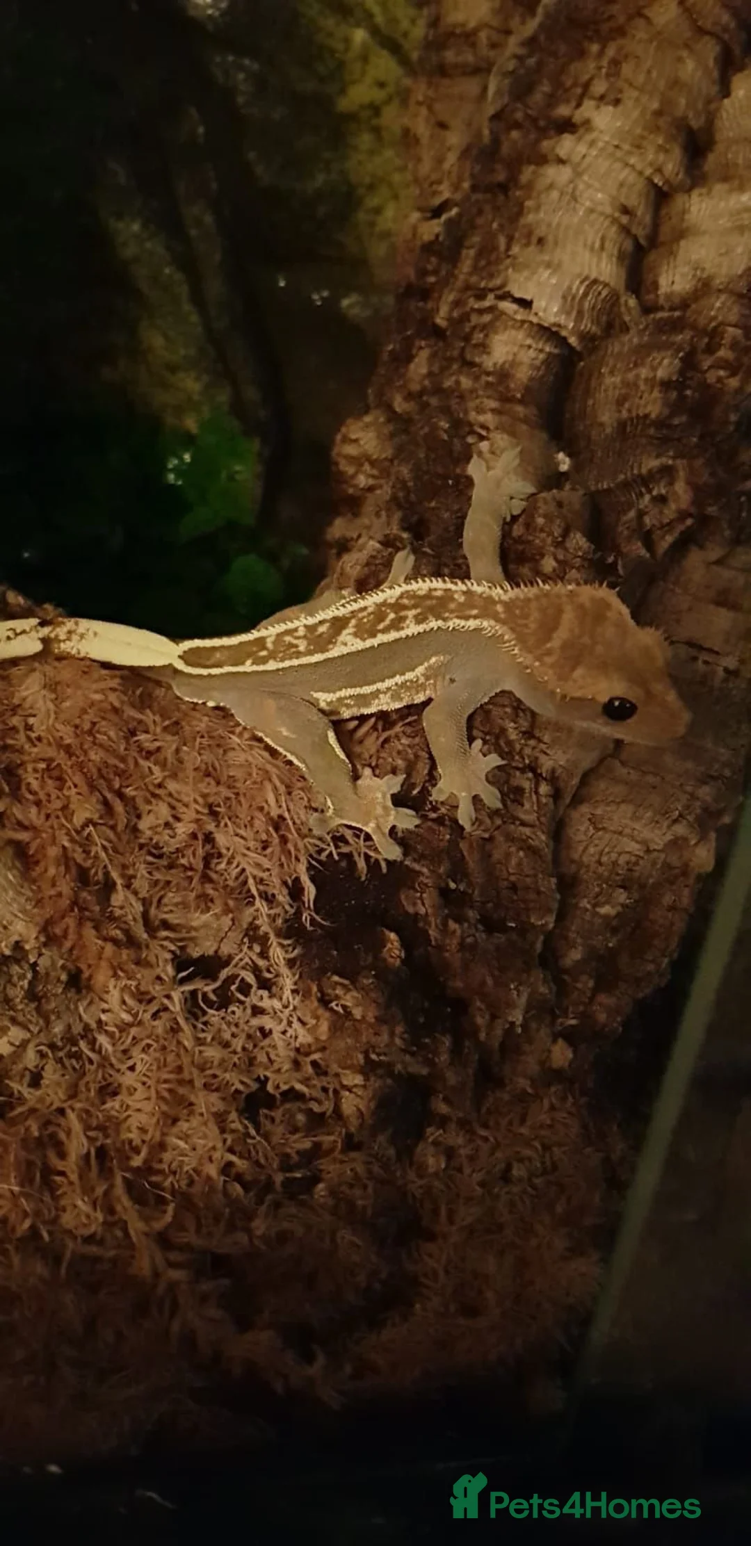 Lizard reptiles for sale: Crested gecko with setup in Swindon - Advert 2