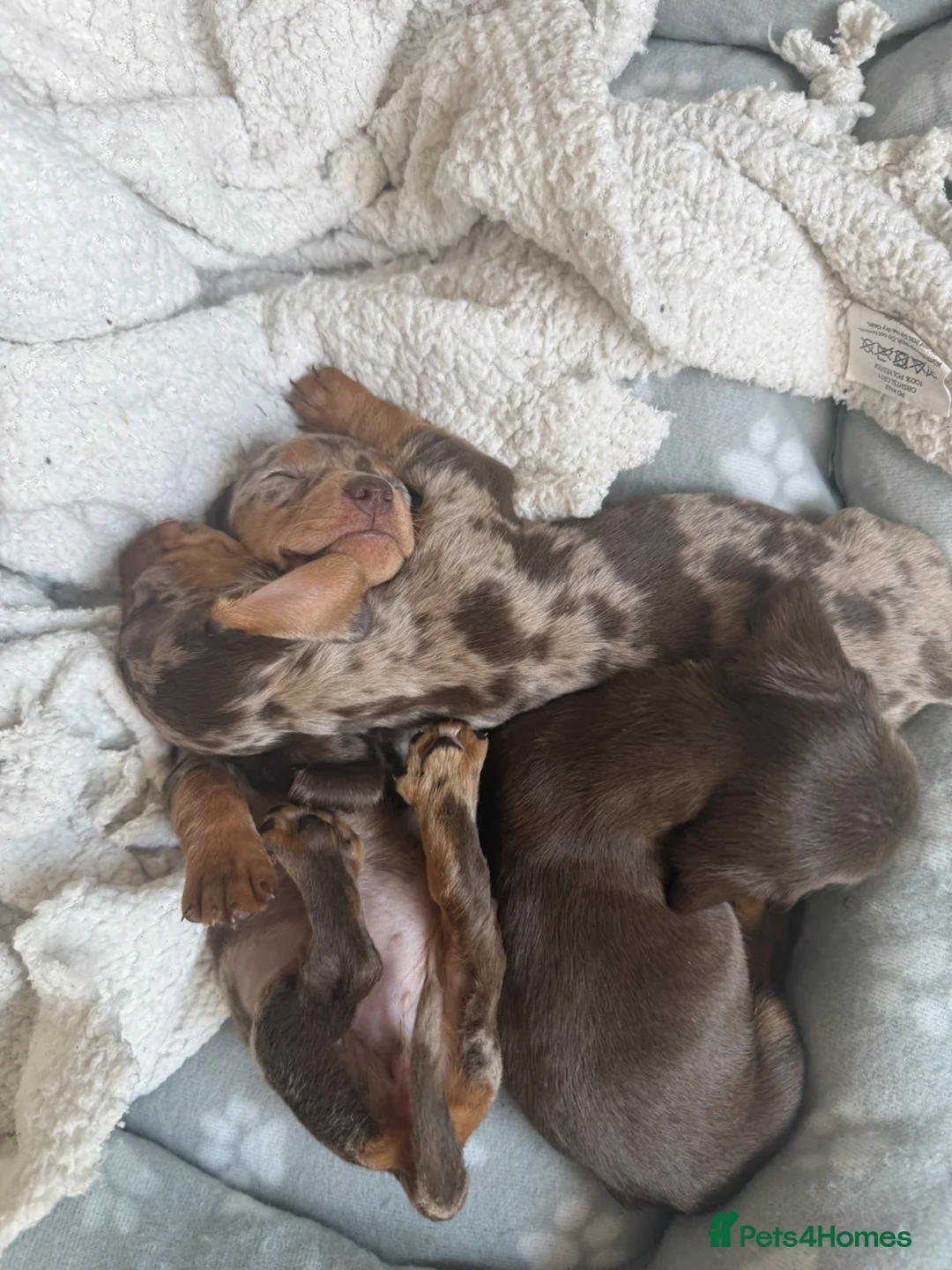 Dachshund dogs for sale: Dachshund puppy’s for sale - Advert 12